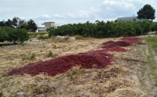 MALTEMPO, ALLEANZA COOPERATIVE SCRIVE AL MINISTRO AGRICOLTURA CENTINAIO, DANNI AL SETTORE PER OLTRE 2 MILIARDI DI EURO